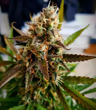 Blueberry Glue Auto (Glueberry Auto) Seeds
