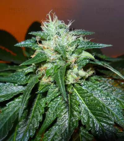 Bubba Kush Marijuana Strain