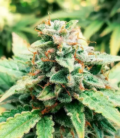 Buzz Bomb (Bomb Seeds)