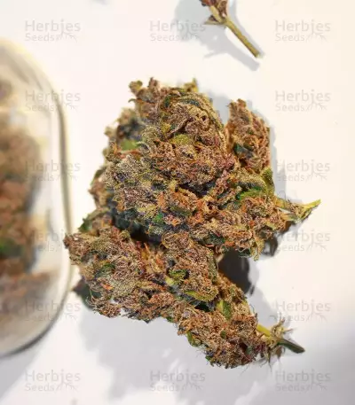 C4 Auto Seeds
