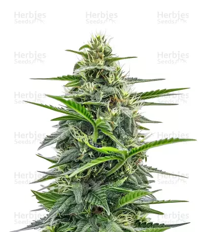 Cookies Kush Auto Seeds