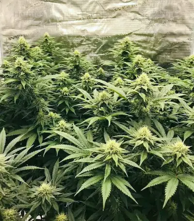 Flowerbomb Kush Seeds