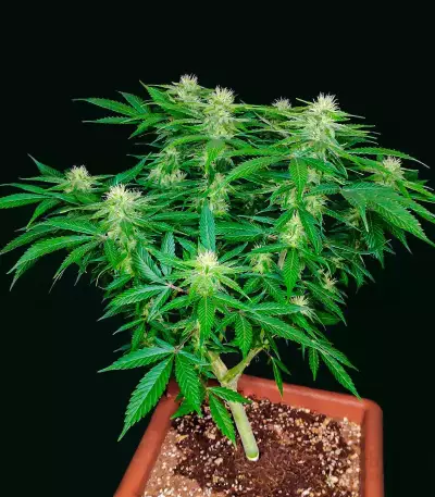 Godfather OG (Herbies Seeds)