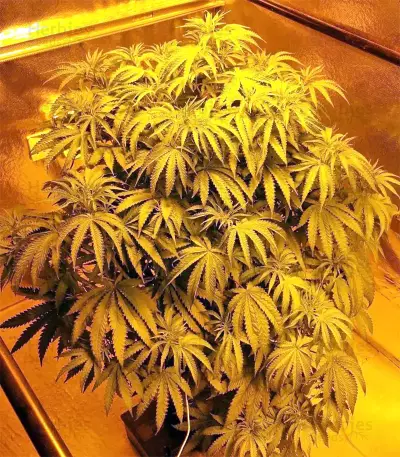 Graines de cannabis Z Gorilla (Original Sensible Seeds)