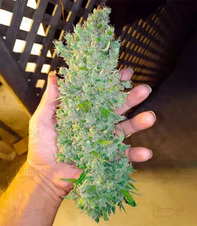 Hindu Kush Autoflower (Herbies Seeds)