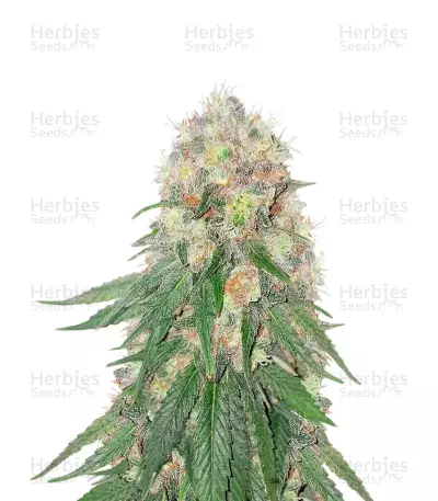 Kush Mints Fast Version Feminized Seeds (Seedkeepers)