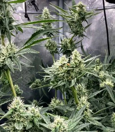 Kyle’s Skywalker OG Seeds