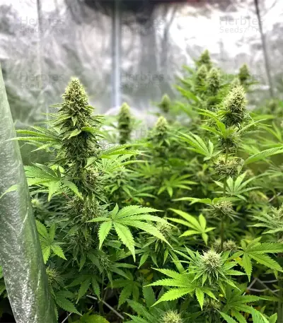 Lemon O.G. Seeds