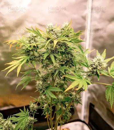 Mango feminized seeds (Blimburn Seeds)
