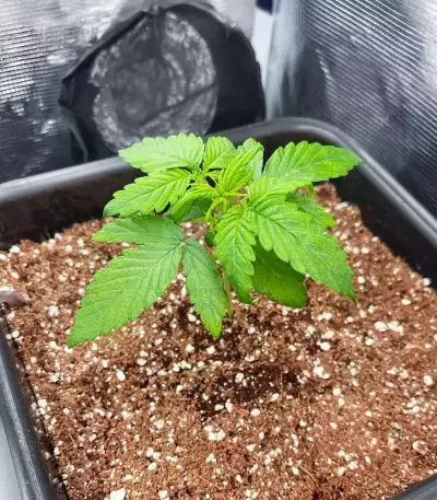 Mimosa Automatic Seeds (Royal Queen Seeds)