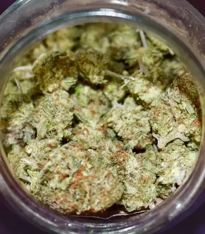 Mimosa Shot Seeds (Herbies Seeds)