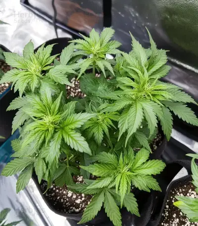 Northern Lights Autoflower Seeds