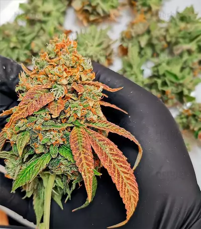 OG Kush Seeds