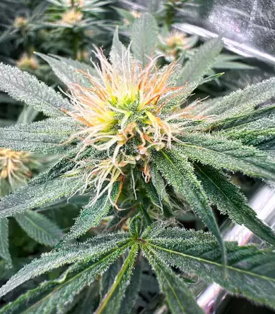 Sementes Feminizadas de Orange Cream Pop (Humboldt Seed Company)