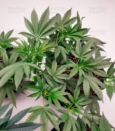 Papi Chulo OG Fem Seeds