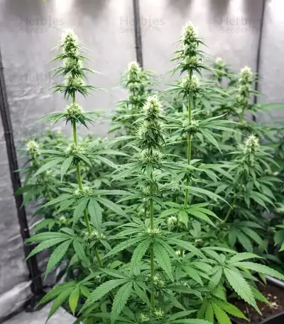 Semi Femminizzati Purple Mango Kush (Delicious Seeds)