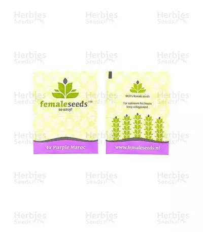 Purple Maroc Seeds
