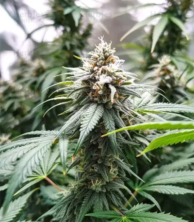 Runtz Triploid feminized seeds