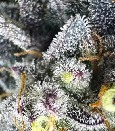 Semi Femminizzati Runtz x Layer Cake (Barney's Farm)