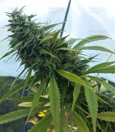Sensi Skunk Seeds