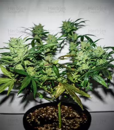 Skystomper 2.0 Auto (Mephisto Genetics)