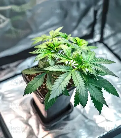 White Runtz Seeds