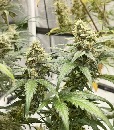 Trainwreck Fast Version (Herbies Seeds)