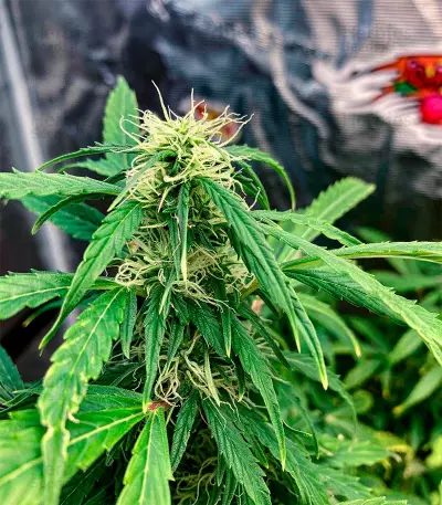 OG Kush Autoflower (Herbies Seeds)