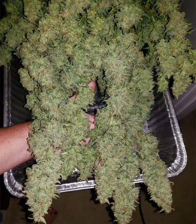 Z OG Auto (Barney's Farm)