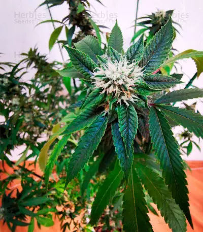 OG Kush