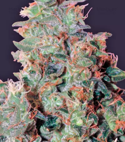 Tangerine Dream (Barney's Farm) Cannabis-Samen