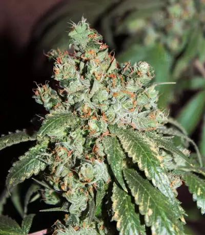 Cataract Kush (DNA Genetics)
