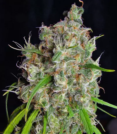 Desfrán feminized seeds