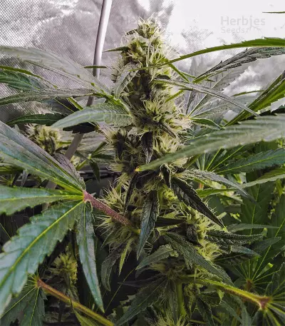 Afghan Hash Plant regular seeds