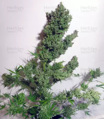 Auto Malawi x Northern Lights