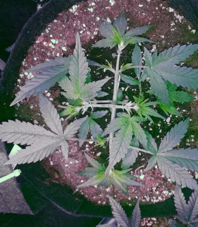 Auto New York City Diesel Seeds