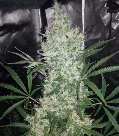Bruce Banner #3 Auto strain