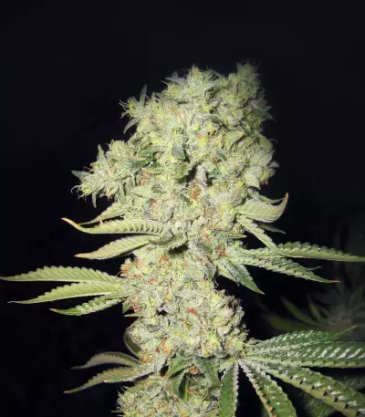 Cal-train Wreck Seeds