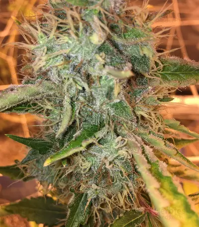 Cinderella 99 Regular (Brothers Grimm Seeds)