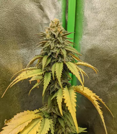 Semi femminizzati Critical Super Silver Haze