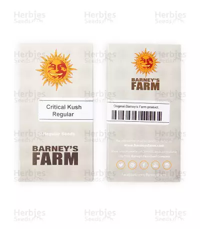 Critical Kush Seeds