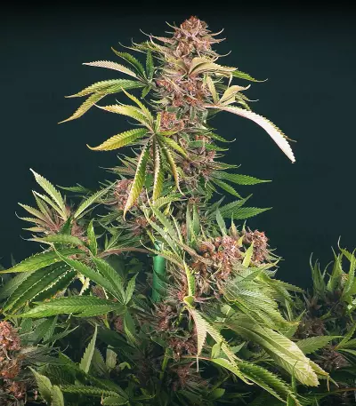 Forbidden Dream strain