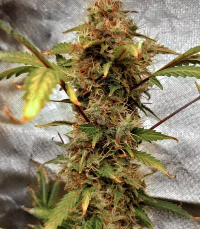 Gelato Auto feminized seeds (Original Sensible Seeds)
