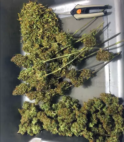 Girl Scout Cookies Auto (Semi Sensibili Originali)
