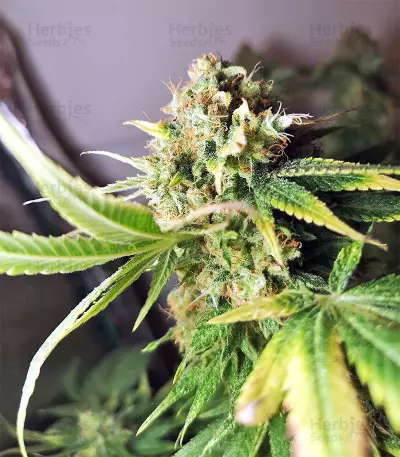 Gnasha (Big Head Seeds)