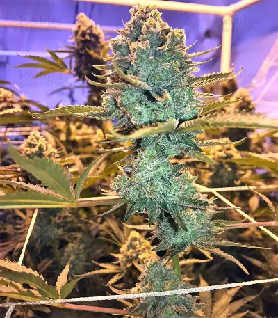 Graines féminisées de Gorilla Cookies (Big Head Seeds)