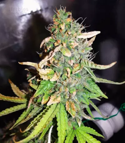 Semillas feminizadas Gorilla Z Auto (Barney’s Farm)