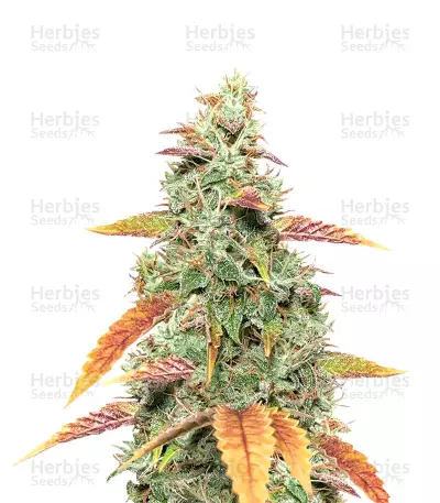 Buy Goxuak Auto feminized seeds
