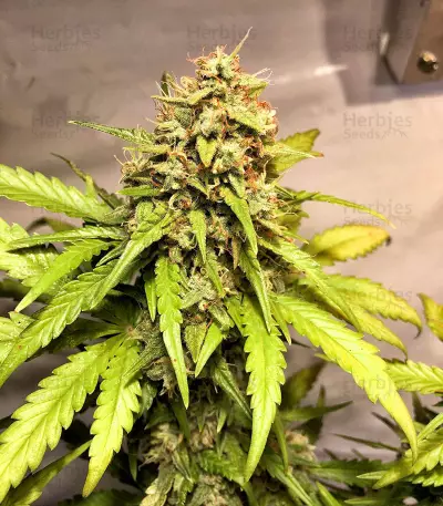 High Ryder ASB Giant Auto (Xtreme Seeds)