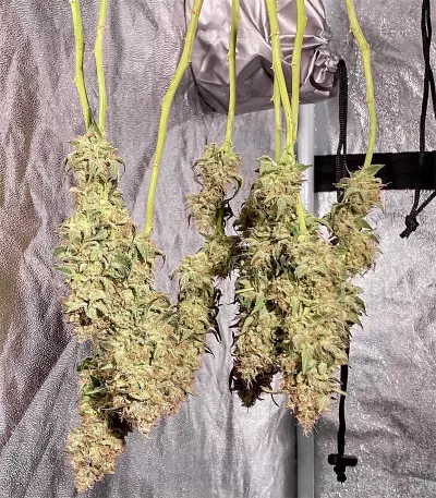 Hindu Kush feminized seeds